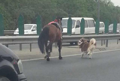 澳门新跑道吸引游客热潮，跑狗娱乐超清版6.07体验报告