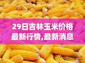 吉林玉米市场最新行情解析，风云变幻的玉米市场深度解读（最新消息，29日行情）