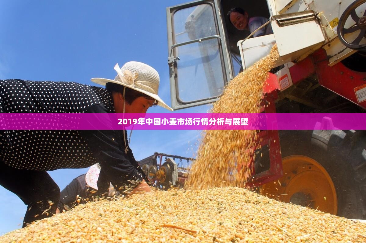 2019年中国小麦市场行情分析与展望