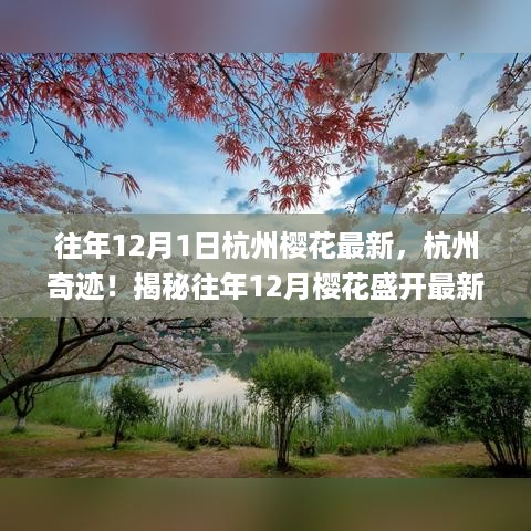 揭秘杭州樱花奇迹，揭秘往年十二月樱花盛开最新资讯🌸✨