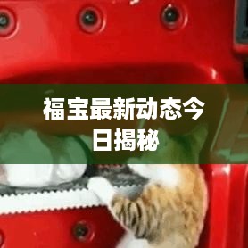 福宝最新动态今日揭秘