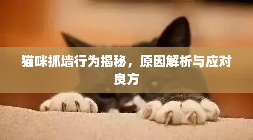 猫咪抓墙行为揭秘，原因解析与应对良方