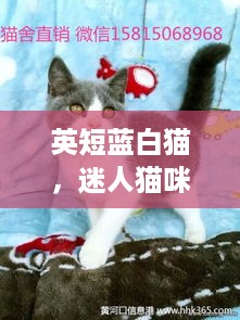 英短蓝白猫，迷人猫咪品种探秘