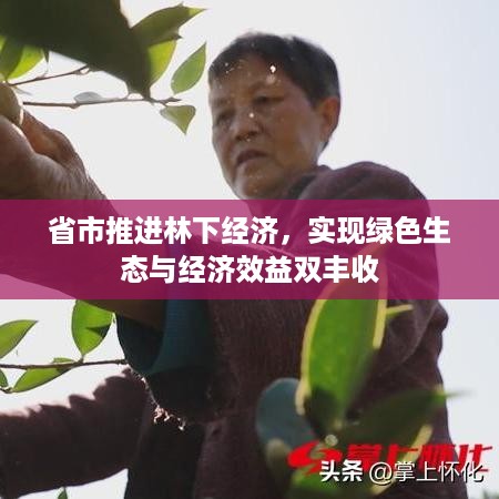 省市推进林下经济，实现绿色生态与经济效益双丰收
