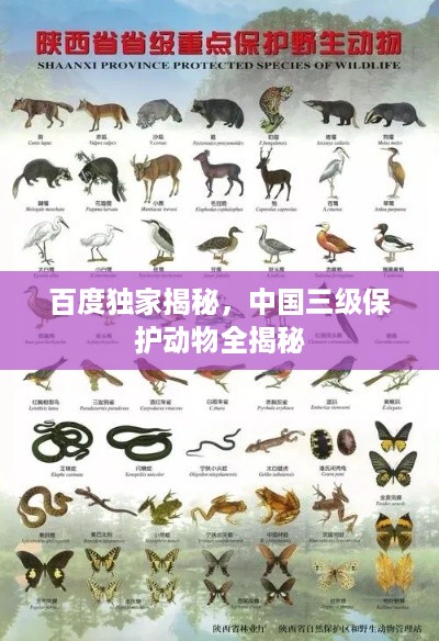 百度独家揭秘，中国三级保护动物全揭秘