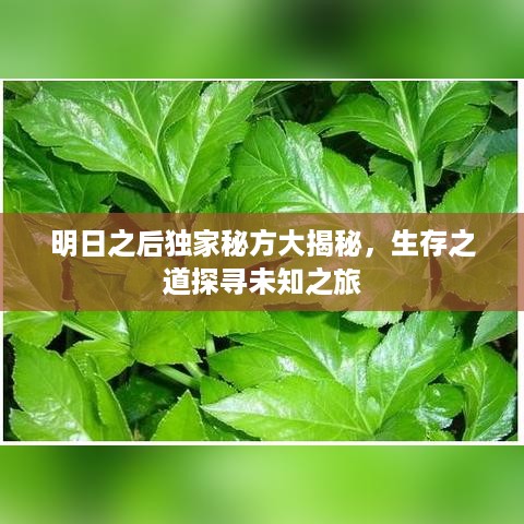 明日之后独家秘方大揭秘，生存之道探寻未知之旅