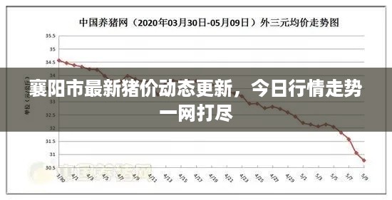 襄阳市最新猪价动态更新，今日行情走势一网打尽