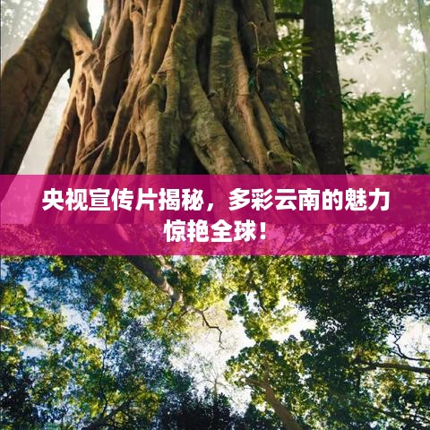 央视宣传片揭秘，多彩云南的魅力惊艳全球！