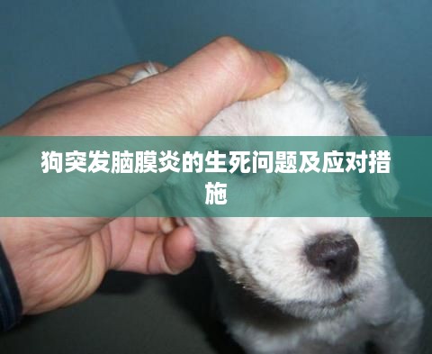 狗突发脑膜炎的生死问题及应对措施