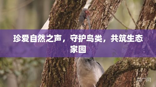 珍爱自然之声，守护鸟类，共筑生态家园