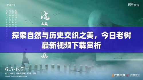 探索自然与历史交织之美，今日老树最新视频下载赏析