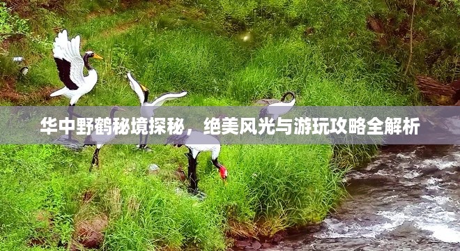 华中野鹤秘境探秘，绝美风光与游玩攻略全解析