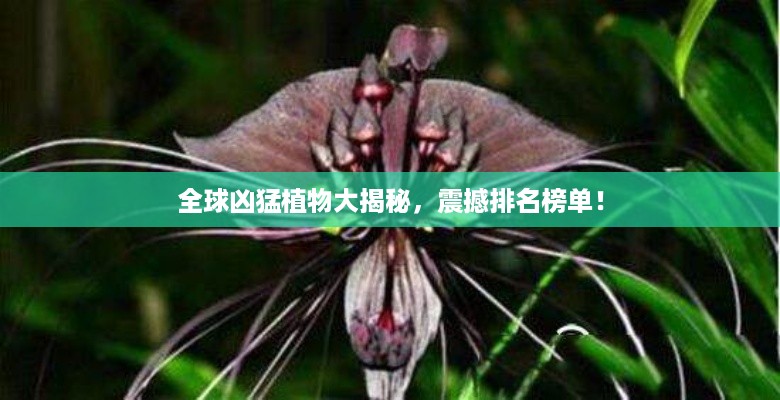 全球凶猛植物大揭秘，震撼排名榜单！